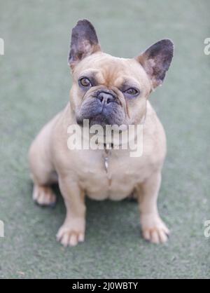 2 Jahre Alte, Blau-Gefaungte Französin. Hundepark an der Leine in Nordkalifornien. Stockfoto