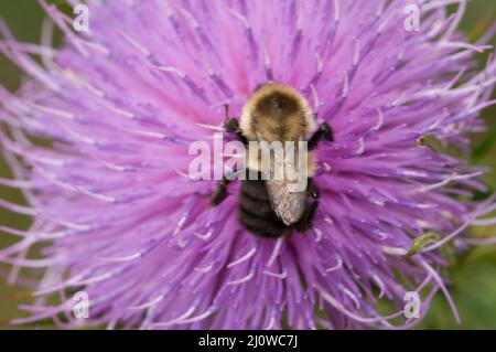 Hummel auf Distelblüte im Shenandoah National Park. Stockfoto