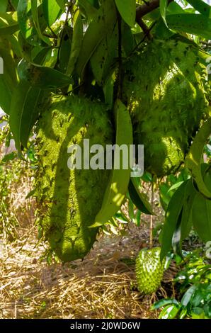 Zwei große reife Saursops, auch bekannt als Graviola oder Guanabana, hängen an einem Baum mit dichtem Laub. Stockfoto