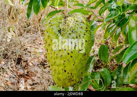 An einem Baum mit dichtem Laub hängt ein großer, reifer Sauerteig. Stockfoto