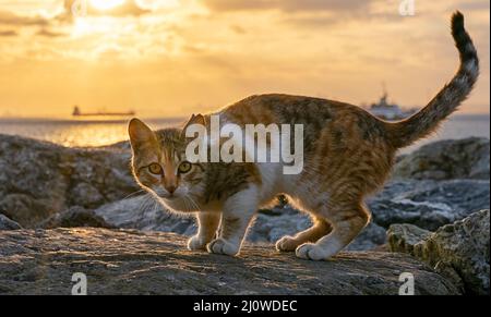 Eine streunende Katze sitzt auf den Steinen der Uferpromenade in Istanbul. Sonnenuntergang über der Bosporus Strait Stockfoto