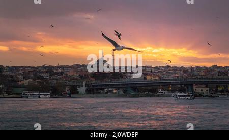 Sonnenuntergang in Istanbul. Möwen fliegen in der Abenddämmerung über der Bosporus-Straße Stockfoto