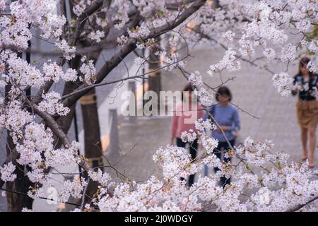 Roppongi 1-Chome von Kirschbäumen gesäumt Stockfoto