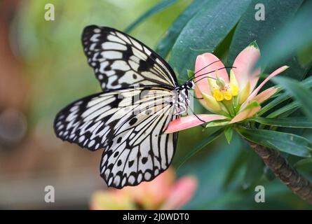 Schöne weiße und schwarze Idee Leuconoe Schmetterling, auch bekannt als der Papierdrachen Schmetterling, Reis Papier Schmetterling, große Baumnymphe Stockfoto