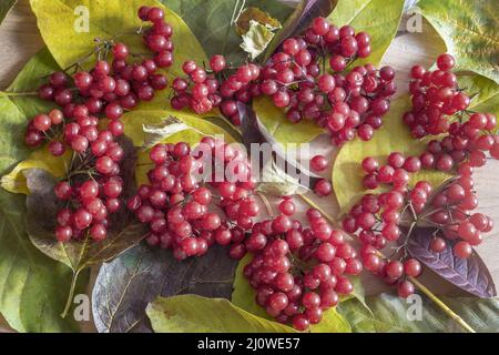 Rote Trauben von Viburnum auf Herbstblättern Stockfoto