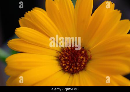 Blume Wildflower margheritte Nahaufnahme Makro Stockfoto