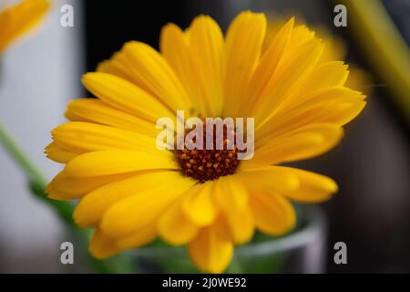 Blume Wildflower margheritte Nahaufnahme Makro Stockfoto