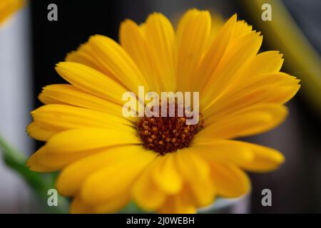 Blume Wildflower margheritte Nahaufnahme Makro Stockfoto