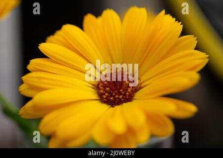 Blume Wildflower margheritte Nahaufnahme Makro Stockfoto