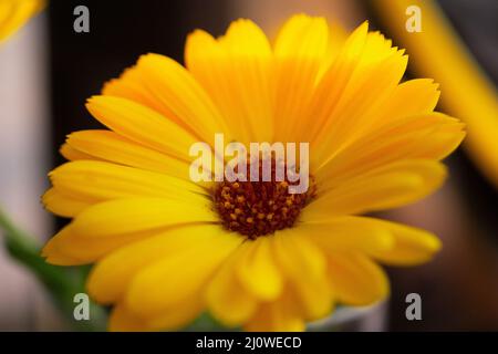 Blume Wildflower margheritte Nahaufnahme Makro Stockfoto