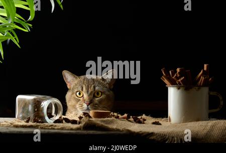 Niedliche graue Katze schaut aus dem Tisch, schwarzer Hintergrund. Das Tier schaut auf die Kamera Stockfoto