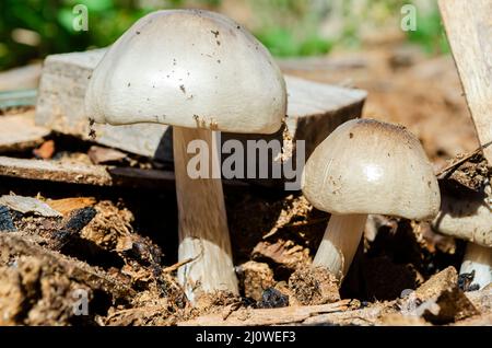Seitenansicht Der Jungen Pluteus Petasatus-Pilze Stockfoto