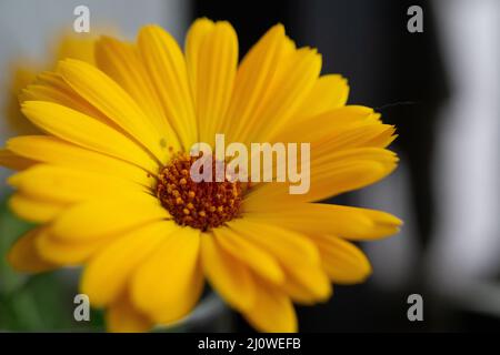 Blume Wildflower margheritte Nahaufnahme Makro Stockfoto