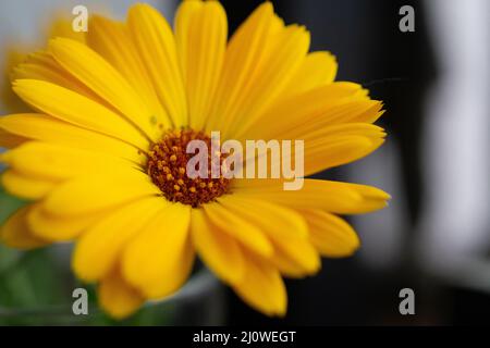 Blume Wildflower margheritte Nahaufnahme Makro Stockfoto