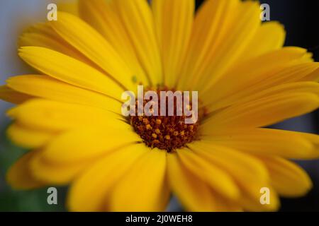 Blume Wildflower margheritte Nahaufnahme Makro Stockfoto