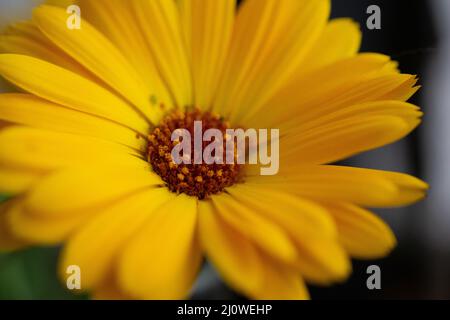 Blume Wildflower margheritte Nahaufnahme Makro Stockfoto