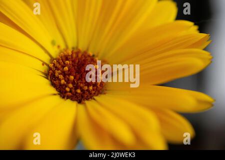 Blume Wildflower margheritte Nahaufnahme Makro Stockfoto