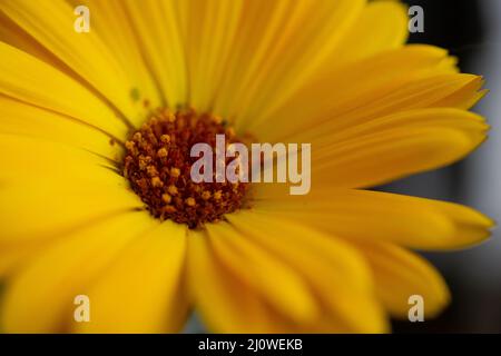 Blume Wildflower margheritte Nahaufnahme Makro Stockfoto