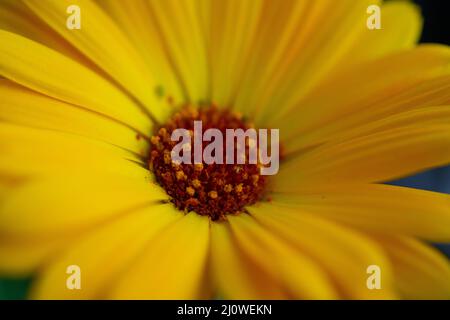 Blume Wildflower margheritte Nahaufnahme Makro Stockfoto