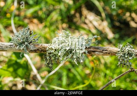 Pflaster von Cladonia Rangiferina Lichen am Stiel Stockfoto