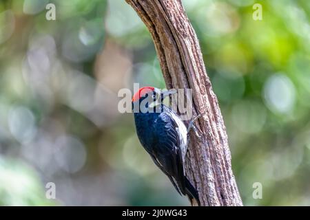 Acorn-Specht, Melanerpes formicivorus, San Gerardo, Costa Rica Stockfoto