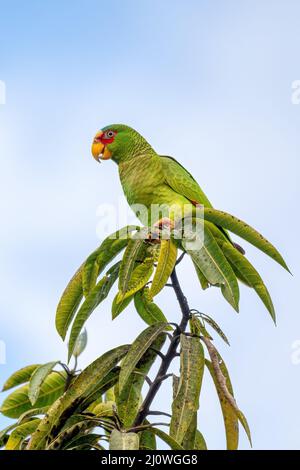 amazonas mit weißer Fassade, Amazona albifrons, Costa Rica Stockfoto