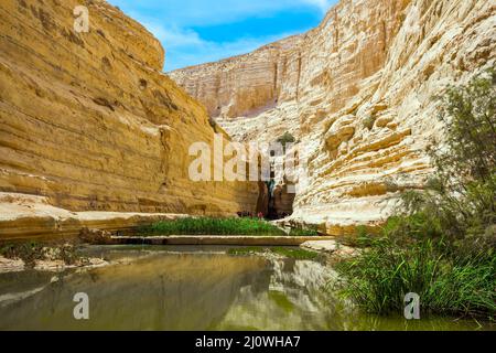 Im grünlichen See wächst Schilf Stockfoto