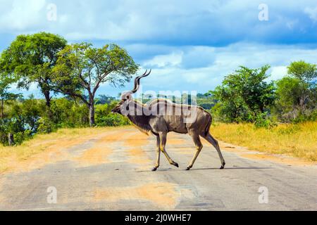 Die Antilope Kudu überquert eine schmale Straße Stockfoto
