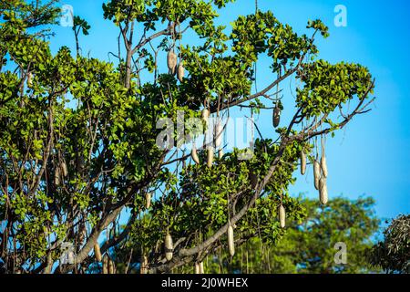 Kigelia africana oder Wurstbaum Stockfoto