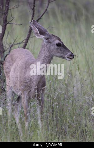 Couses Deer, Chiricahua Mountains, Arizona, USA. Stockfoto