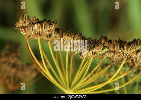 Fenchelsamen (Foeniculum vulgare) Stockfoto