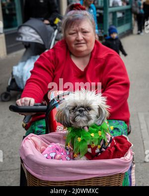 New York, USA. 20. März 2022. Sogar die Hunde genießen die St. Patrick's Day Parade im Park Slope-Viertel von Brooklyn, New York, am 20. März 2022. Quelle: SIPA USA/Alamy Live News Stockfoto