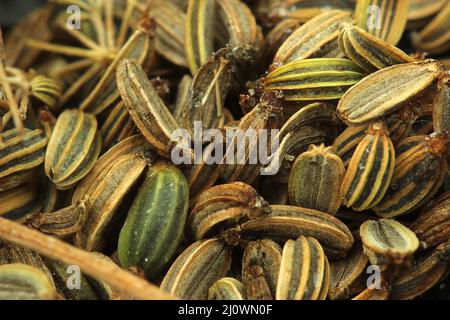 Fenchelsamen (Foeniculum vulgare) Stockfoto