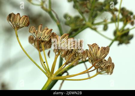 Fenchelsamen (Foeniculum vulgare) Stockfoto