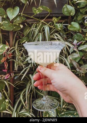 Nahaufnahme eines weiblichen Hands mit klassischem margarita Cocktail-Drink aus martiniglas Stockfoto