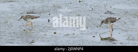 Rotschenkel am wattenmeer Stockfoto