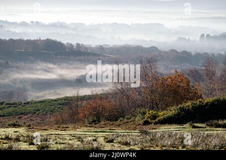 Misty Morning im Ashdown Forest Stockfoto