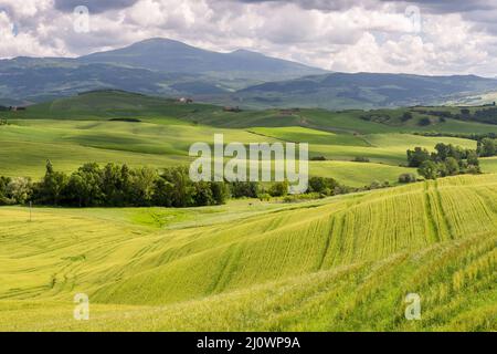 Grüne Farmflächen im Val d'Orcia Toskana Stockfoto