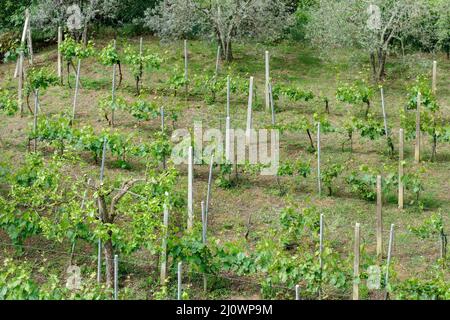 PIENZA, TOSKANA, ITALIEN - MAI 19 : Neubepflanzte Weinberge im Val d'Orcia in der Nähe von Pienza Italien am 19. Mai 2013 Stockfoto