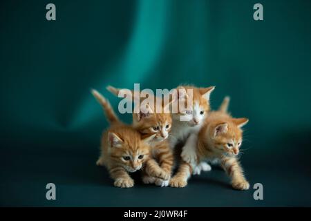Vier Kätzchen gehen Seite an Seite - Stockfoto Stockfoto