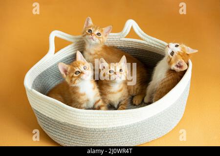 Vier Kätzchen spielen in einem Katzennest - Stockfoto Stockfoto