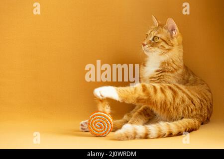 Ginger Katze starrt in die Ferne vorsichtig - Stock Foto Stockfoto