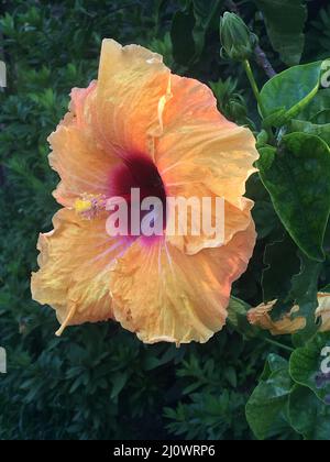 Große Blüte eines Hibiscus rosa-sinensis Stockfoto