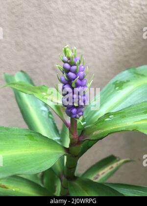 Blume einer Dichorisandra thyrsiflora Stockfoto