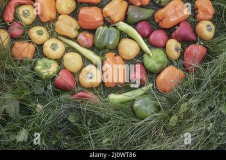 Reife Früchte von bulgarischem Pfeffer auf dem Gras. Stockfoto