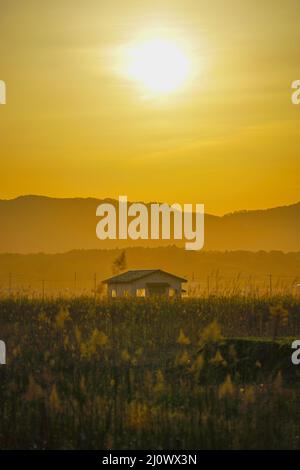 Japanische Pampas Gras Felder und die Sonne und das Haus Stockfoto