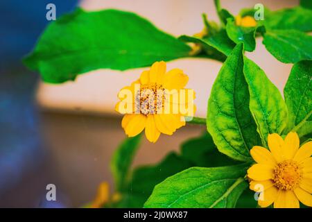 Landschaft von Butter Daisy (Melampodium Paludosum) Blume auf Baum Stockfoto