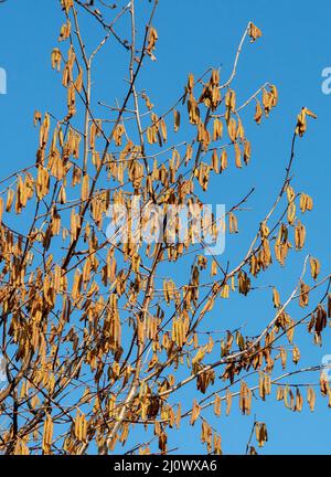 Die Haselnuss (Corylus avellana) männliche Kätzchen im Winter. Stockfoto