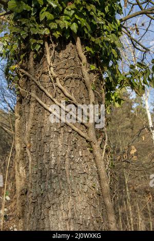 Gewöhnlicher Efeu (Hedera Helix), der sich an einem Baumstamm im Wald festhält. Die Pflanze ist auch als englischer oder europäischer Efeu bekannt. Stockfoto