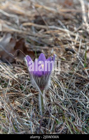 Die große Pasque Blume blüht auf der Wiese. Pulsatilla grandis blüht im Frühjahr. Stockfoto